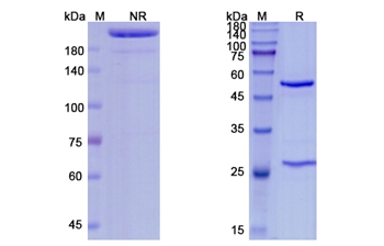 Urelumab (TNFRSF9/CD137 ) - Research Grade Biosimilar Antibody