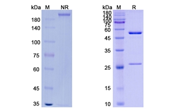 Vantictumab (FZD) - Research Grade Biosimilar Antibody