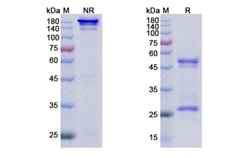 Varisacumab (VEGFA) - Research Grade Biosimilar Antibody