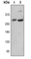 FASN Antibody