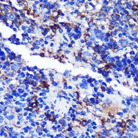 CD68 Antibody
