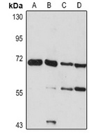 NCOA4 Rabbit Polyclonal Antibody