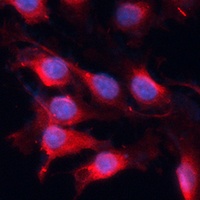 VEGFA Antibody