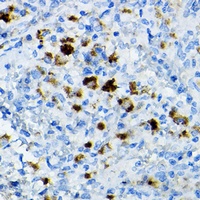 CCR3 Antibody