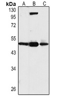 TEAD1 Rabbit Polyclonal Antibody