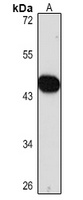 SMAD7 Rabbit Polyclonal Antibody