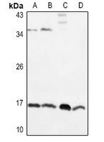 IL-1 beta Rabbit Polyclonal Antibody