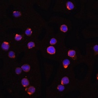 IL-1 beta Rabbit Polyclonal Antibody