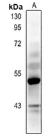 NEFM Rabbit Polyclonal Antibody