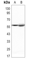 IRF3 Rabbit Polyclonal Antibody