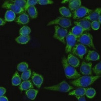 IRF3 Rabbit Polyclonal Antibody