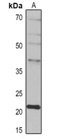IL-10 Antibody