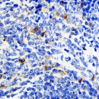 IL-10 Antibody