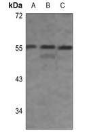 IRF3 (Phospho-S396) Rabbit Polyclonal Antibody