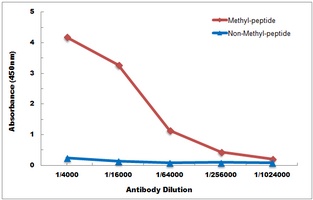 Histone H3 (MonoMethyl-K122) Antibody