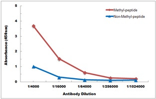 Histone H3 (MonoMethyl-K56) Antibody