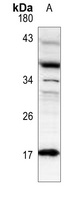 Histone H3 (DiMethyl-K79) Antibody