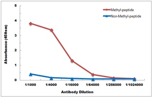 Histone H3 (DiMethyl-K79) Antibody
