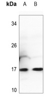 Histone H3 (MonoMethyl-K27) Antibody