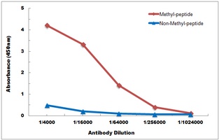 Histone H3 (MonoMethyl-K27) Antibody