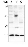 Histone H3 (Acetyl-K36) Antibody
