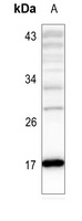 Histone H3 (Acetyl-K4) Antibody