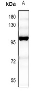 MCM7 Rabbit Polyclonal Antibody