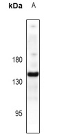 CD49e Rabbit Polyclonal Antibody