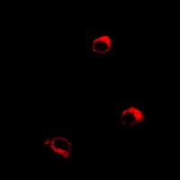 Orexin Receptor 1 Rabbit Polyclonal Antibody