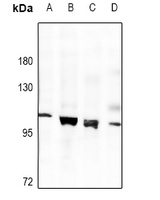 MUSK Rabbit Polyclonal Antibody