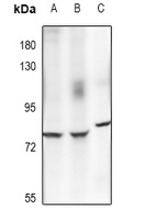 ECM1 Rabbit Polyclonal Antibody