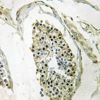 RFPL4B Rabbit Polyclonal Antibody