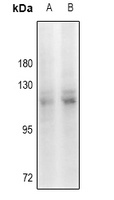 KANK2 Antibody