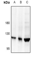 Collagen 5 alpha 2 Antibody
