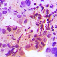 Adenylate Kinase 1 Antibody