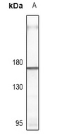 CD115 Antibody