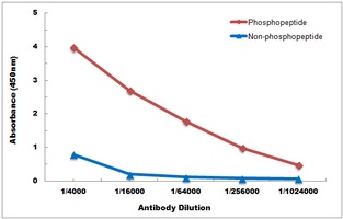 CENPA (Phospho-S7) Antibody