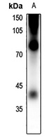 Rhodopsin (Phospho-S334) Rabbit Polyclonal Antibody