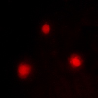 FOXH1 Antibody