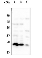 Histone H3 Rabbit Polyclonal Antibody