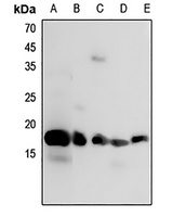 Histone H3 Rabbit Polyclonal Antibody