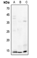 Histone H3 Rabbit Polyclonal Antibody