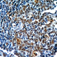 Histone H3 Antibody