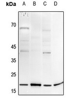 Histone H3 Rabbit Polyclonal Antibody