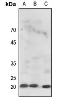 Histone H3 Rabbit Polyclonal Antibody