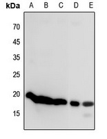 Histone H3 Antibody