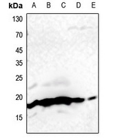 Histone H3 Antibody