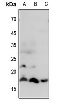 Histone H3 (MonoMethyl-R8) Antibody
