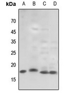 Histone H3 (TriMethyl-K79) Antibody