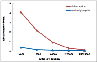 Histone H3 (DiMethyl-K36) Antibody